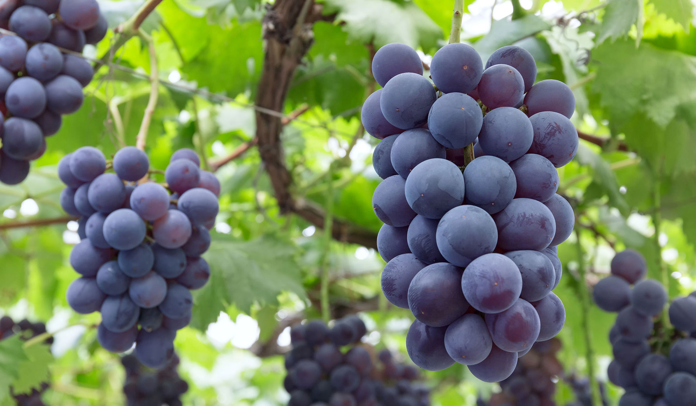 ぶどう園のこと│紀南観光ブドウ園