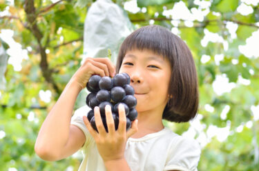 ぶどう・ワイン